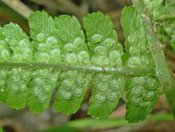 Dryopteris filix-mas. Abaxial surface of fertile frond showing concolorous, reniform indusia, not curled under the sori when young.
 Image: L.R. Perrie © Leon Perrie CC BY-NC 3.0 NZ